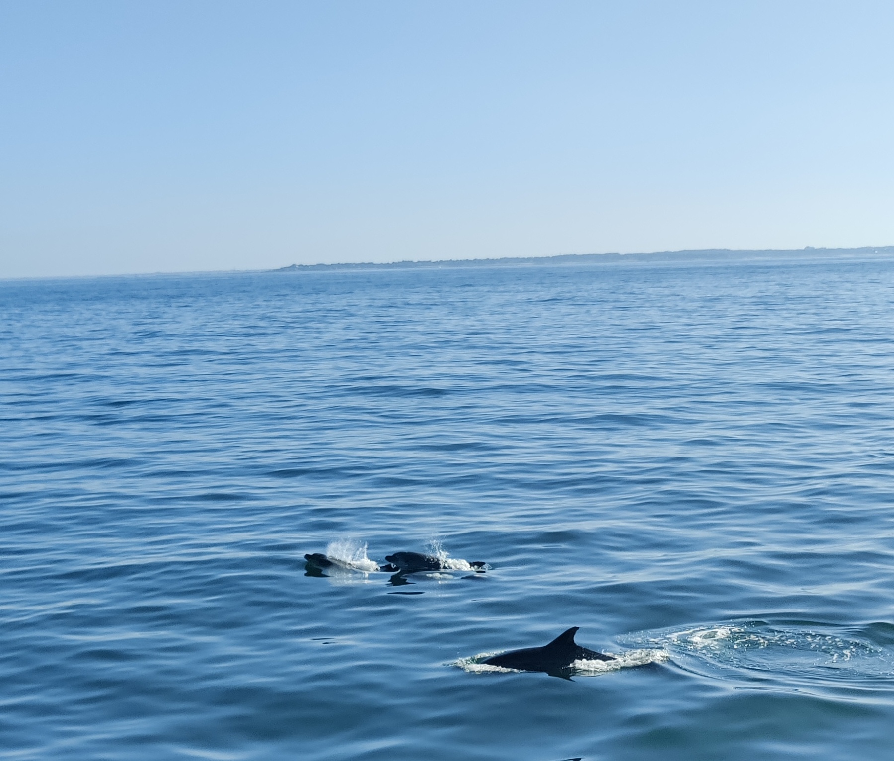 Unrelated, here is a picture of dolphins I encountered while visiting the offshore wind farm of Saint-Nazaire in June 2025. A good reminder that these impact analysis efforts are important.